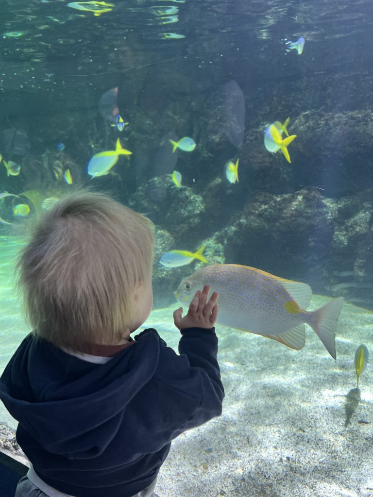 Le 29 avril, nous avons visité l’Aquarium 🐠
